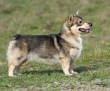 Swedish Vallhund 9Y767D-043